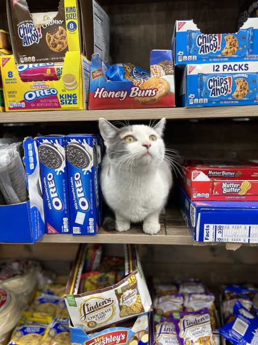cat on a shelf next to bags of snacks